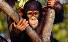 Desktop image. Animals. ID:36111
