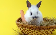 Desktop image. Animals. ID:36112