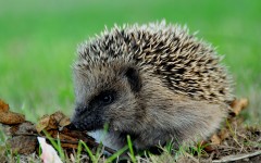 Desktop image. Animals. ID:36113