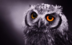 Desktop image. Animals. ID:36114