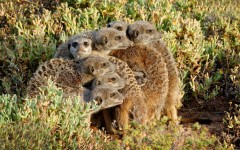 Desktop image. Animals. ID:56843