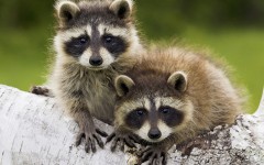 Desktop image. Animals. ID:36116
