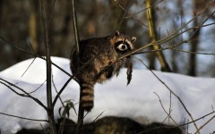 Desktop image. Animals. ID:56844