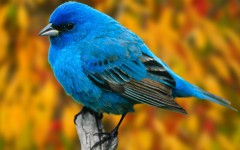 Desktop image. Animals. ID:36118