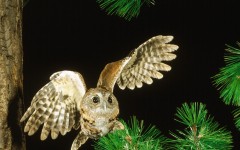 Desktop image. Animals. ID:36120
