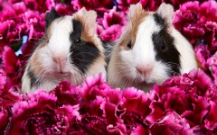 Desktop image. Animals. ID:36121