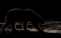 Desktop image. Animals. ID:56845