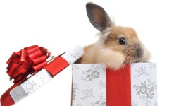Desktop image. Animals. ID:36123
