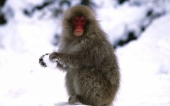 Desktop image. Animals. ID:36124