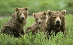 Desktop image. Animals. ID:36125
