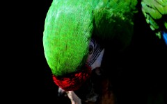Desktop image. Animals. ID:36126