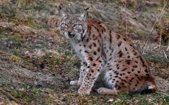 Desktop image. Animals. ID:36127