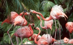 Desktop image. Animals. ID:36128