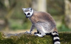 Desktop image. Animals. ID:36129