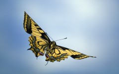 Desktop image. Animals. ID:36130