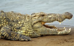 Desktop image. Animals. ID:36131
