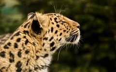 Desktop image. Animals. ID:56854