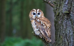 Desktop image. Animals. ID:56870