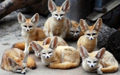 Desktop image. Animals. ID:56881