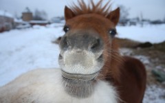 Desktop image. Animals. ID:36135