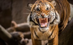 Desktop image. Animals. ID:56886