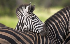Desktop image. Animals. ID:36137