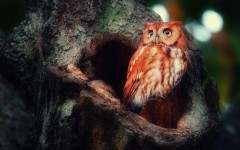Desktop image. Animals. ID:56887