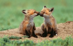 Desktop image. Animals. ID:36139