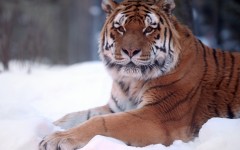 Desktop image. Animals. ID:36140