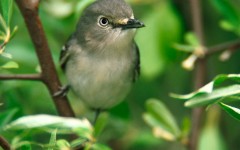 Desktop image. Animals. ID:36141