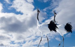 Desktop image. Animals. ID:36142
