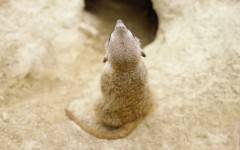 Desktop image. Animals. ID:36143