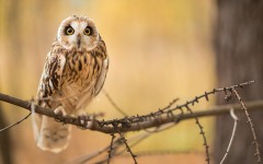 Desktop image. Animals. ID:56888