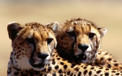 Desktop image. Animals. ID:36145