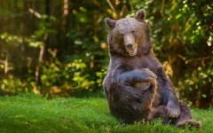 Desktop image. Animals. ID:56899