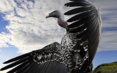 Desktop image. Animals. ID:36147