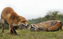 Desktop image. Animals. ID:56902