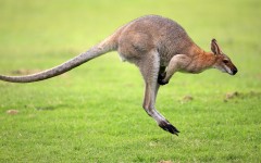 Desktop image. Animals. ID:36149