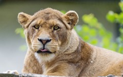 Desktop image. Animals. ID:56912