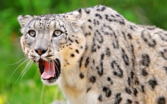 Desktop image. Animals. ID:36152