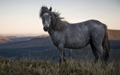 Desktop image. Animals. ID:36153