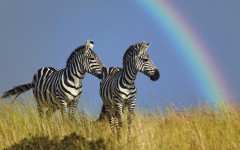 Desktop image. Animals. ID:36154