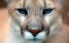 Desktop image. Animals. ID:36155