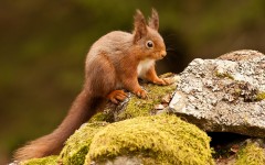 Desktop image. Animals. ID:57241