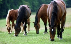 Desktop image. Animals. ID:36158