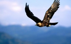 Desktop image. Animals. ID:36159