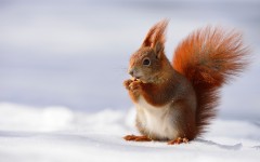 Desktop image. Animals. ID:57244