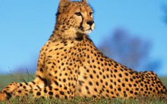 Desktop image. Animals. ID:36162