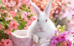 Desktop image. Animals. ID:36163