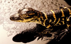 Desktop image. Animals. ID:36164